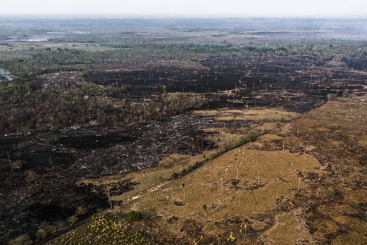 deforestacion_ganado_palma_01